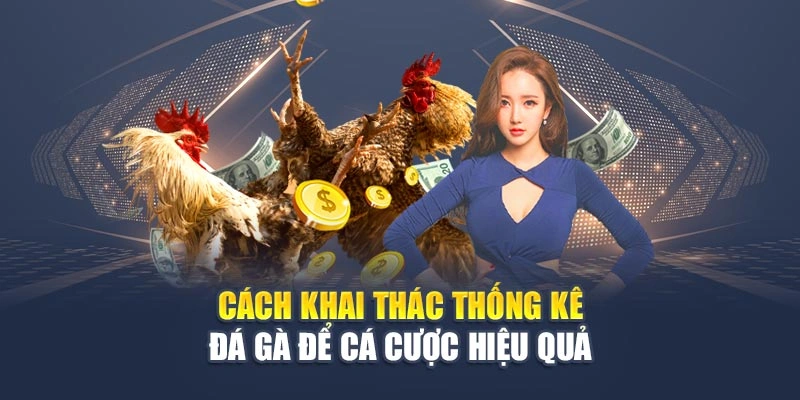 Cách khai thác thống kê đá gà để cá cược hiệu quả