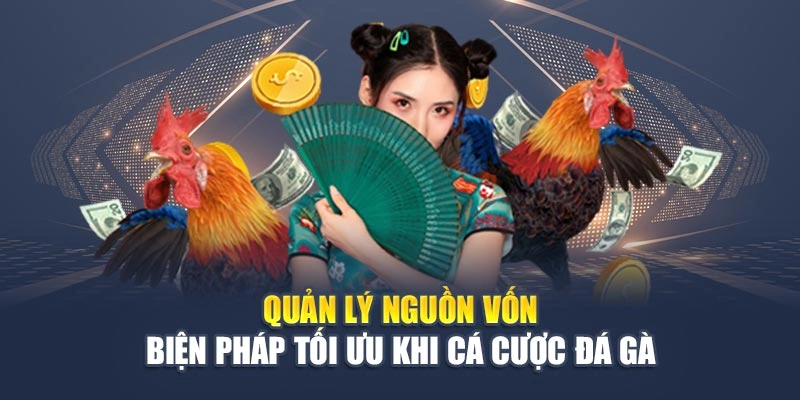 Quản lý nguồn vốn - Biện pháp tối ưu khi cá cược đá gà